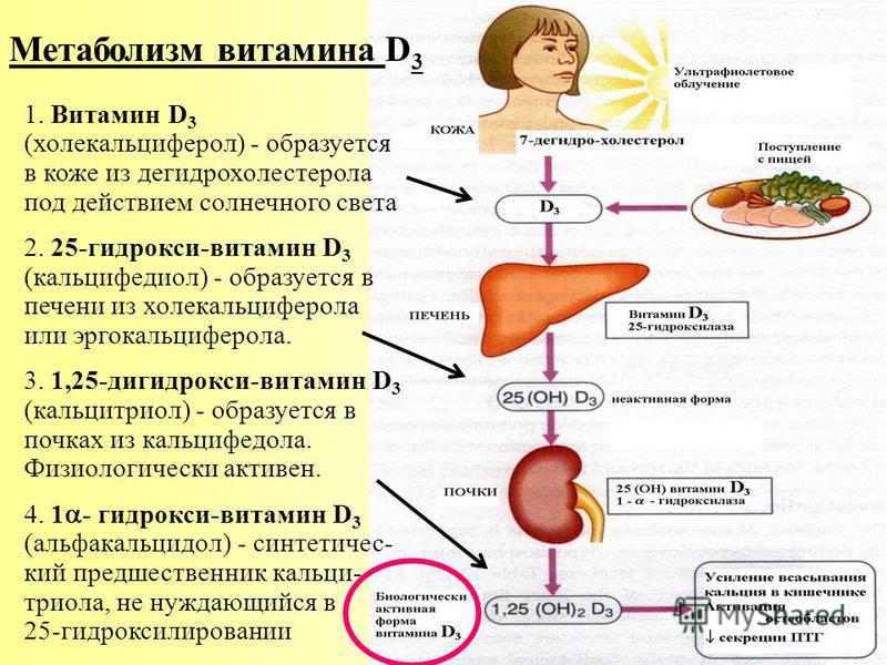 Где происходит синтез витаминов. Метаболизм витамина д3. Схема метаболизма витамина д3. Метаболизм витамина д3 в организме человека. Метаболизм витамина д3 в печени.