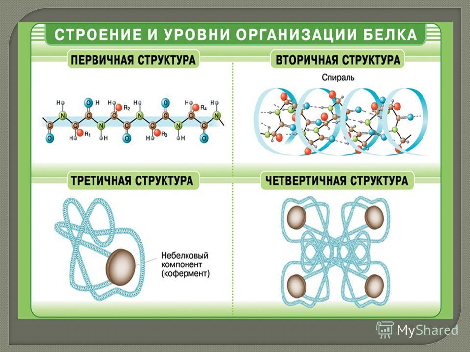 Белки биология 9