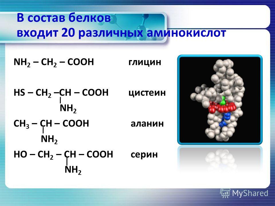 Белки состоят из