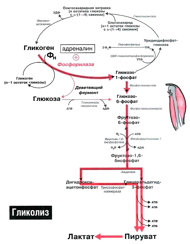 Гликоген в мышцах. Схема расщепления гликогена. Схема мобилизации гликогена в печени и мышцах. Схема распада гликогена в печени и мышцах. Распад гликогена биохимия схема.