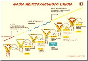 Этапы менструального цикла