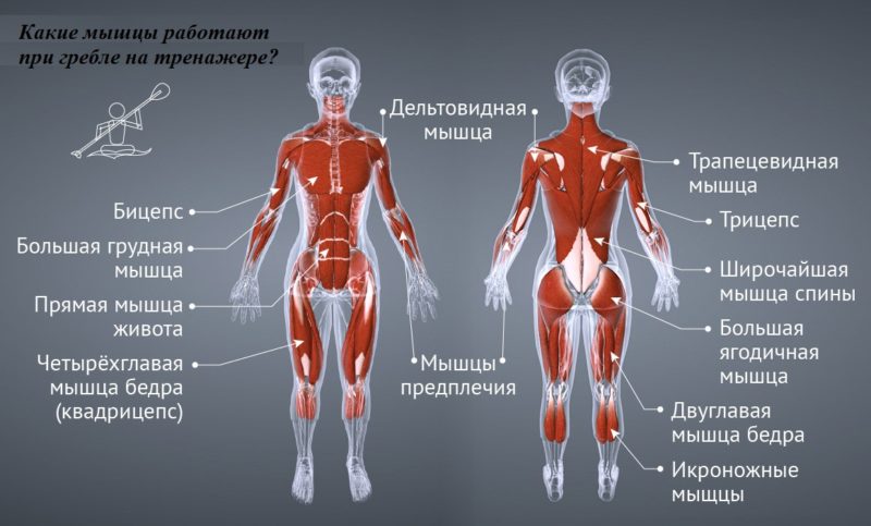 гребной тренажер польза и вред