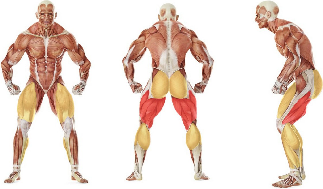 What muscles work in the exercise Split Squats 