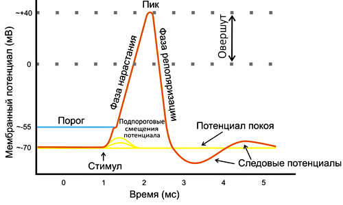 Схема возникновения потенциала действия