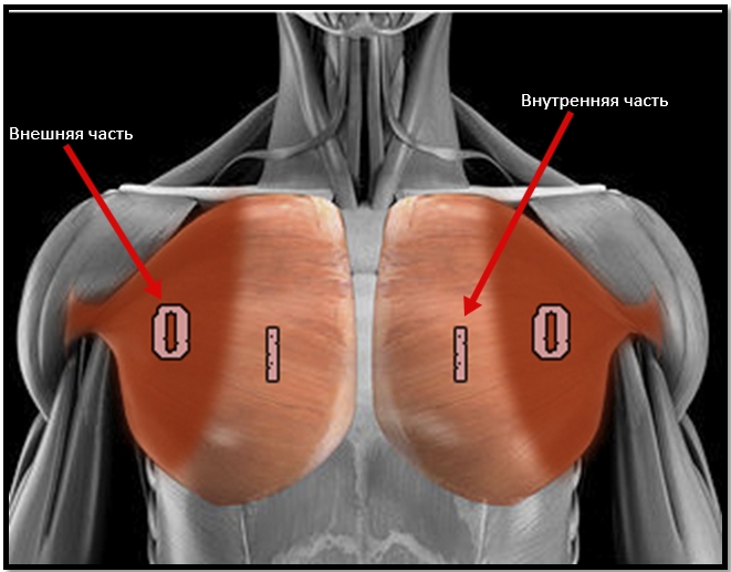 Внутренняя и внешняя части грудных мышц