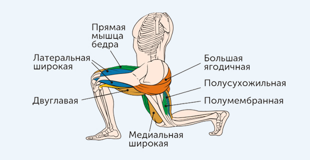 болгарские выпады - какие мышцы работают