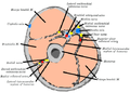 Biceps (PSF).png