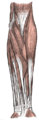 Biceps (PSF).png