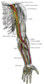 Biceps (PSF).png