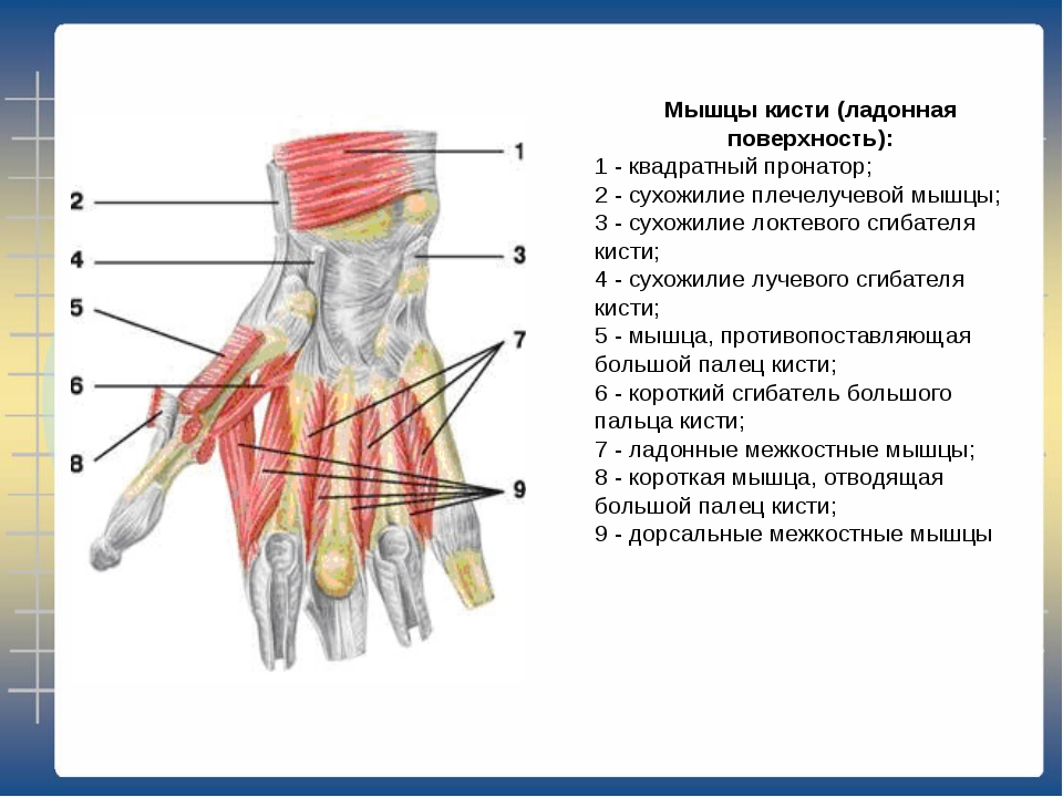 Мышцы и сухожилия. Мышцы кисти ладонная поверхность. Мышцы кисти тыльная поверхность. Мышцы кисти анатомия строение. Сгибатели пальцев кисти анатомия.