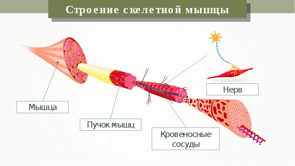 Строение скелетной мышцы. Схема строения скелетной мышцы. Строение мышц по Сонину. Молекулярная структура скелетных мышц. Схема мышечного пучка.