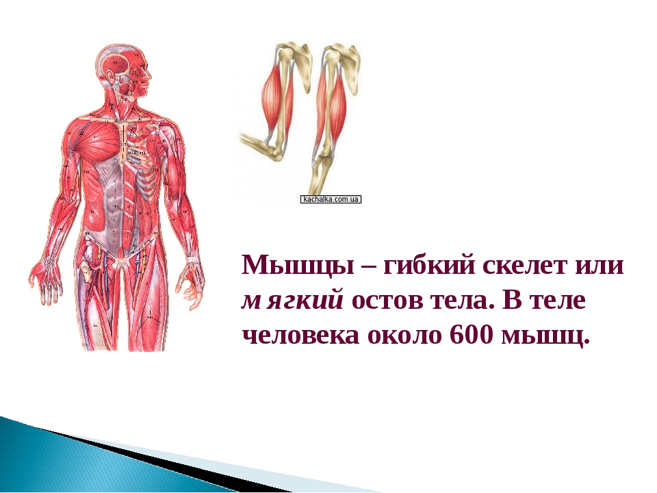 Значение мышечного чувства для людей разных профессий. Мышцы человека презентация. Мышцы человека 3 класс. Что такое мышцы 3 класс. Проект по теме мышцы человека.