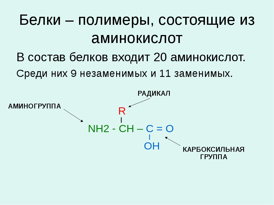 Белки конспект. Схема белка из 10 аминокислот. Белки состоят из. Белки состоят из аминокислот. Аминокислоты состоят из.