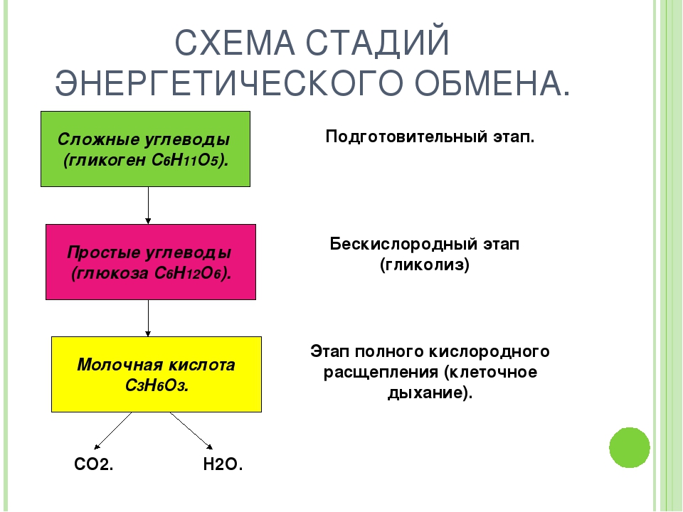 Анаэробный этап обмена происходит в. Этапы энергетического обмена схема. Подготовительный этап энергетического обмена схема. Этапы энергия обмена веществ схема. Этапы энергетического обмена веществ.