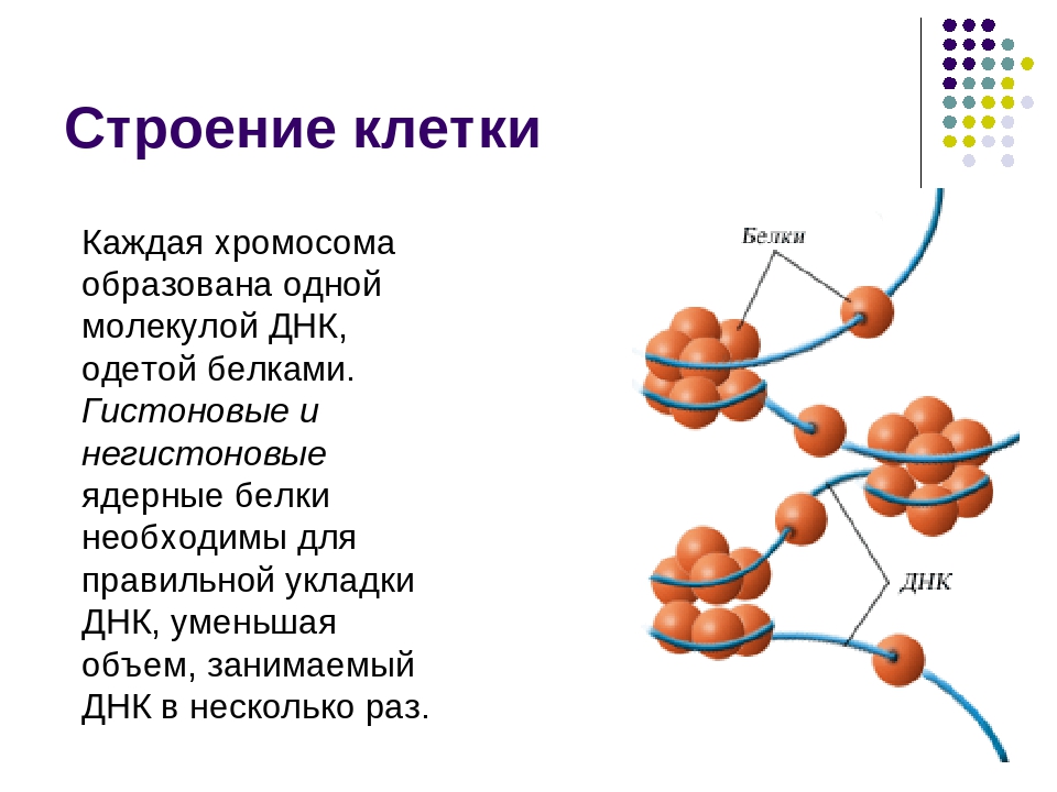 Какая молекула днк в ядре. Строение и функции хромосомы эукариотической клетки. Белковая структура ДНК. ДНК белок строение. Структура белков в клетке.