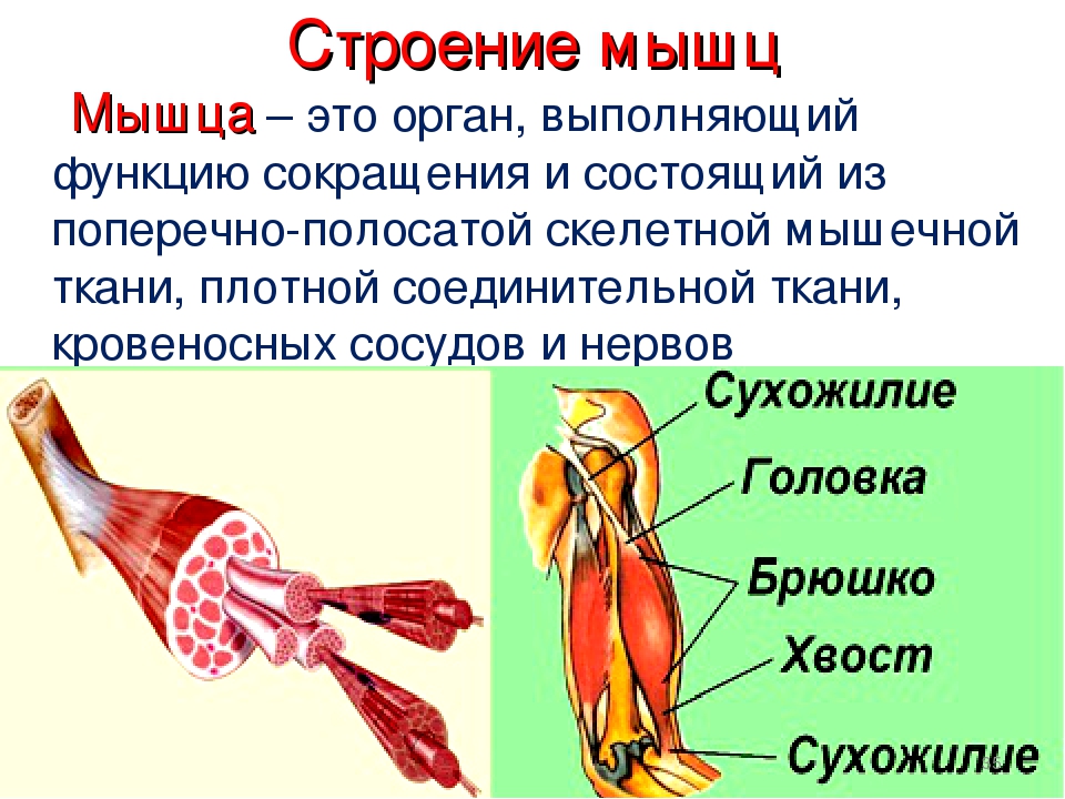 Состав мышц. Биология строение мышц. Мышечное чувство строение. Внешнее строение мышцы человека. Строение мышц 8 класс.