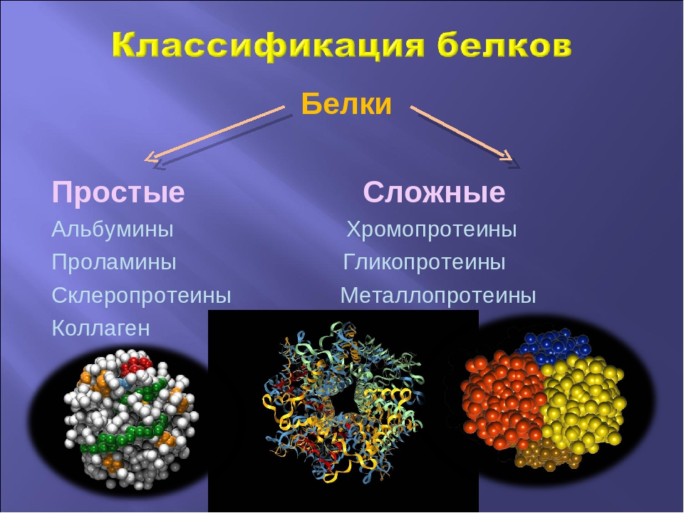 Группы сложных белков
