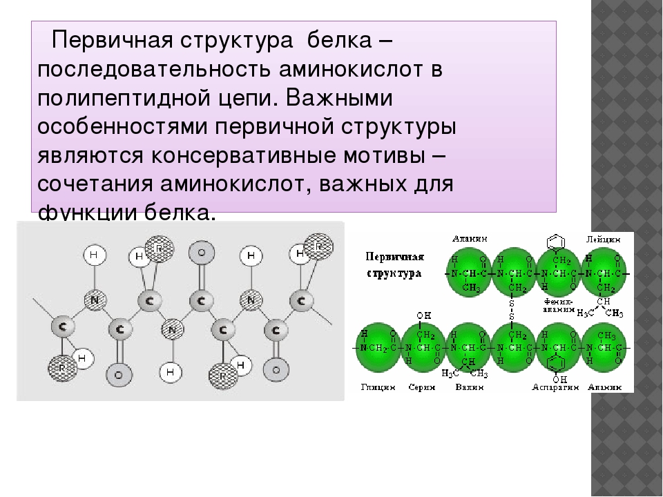 Состав первичной организации. Первичная структура белка. Первичная структура белков. Первичная структура Аминов. Аминокислоты в полипептидной цепи.