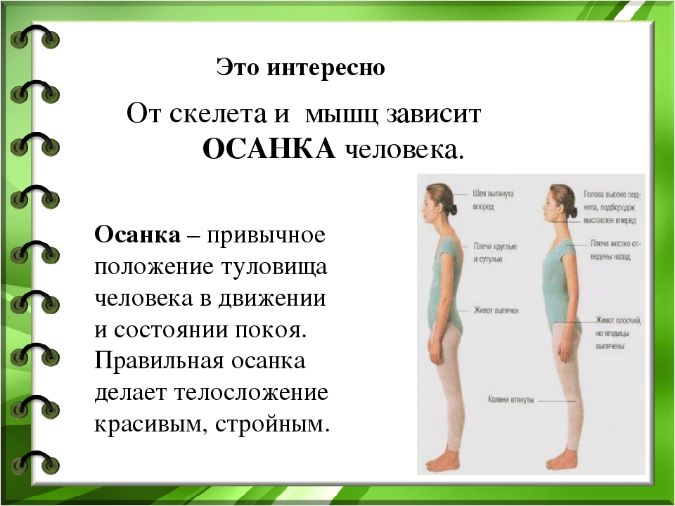 Скелет человека осанка