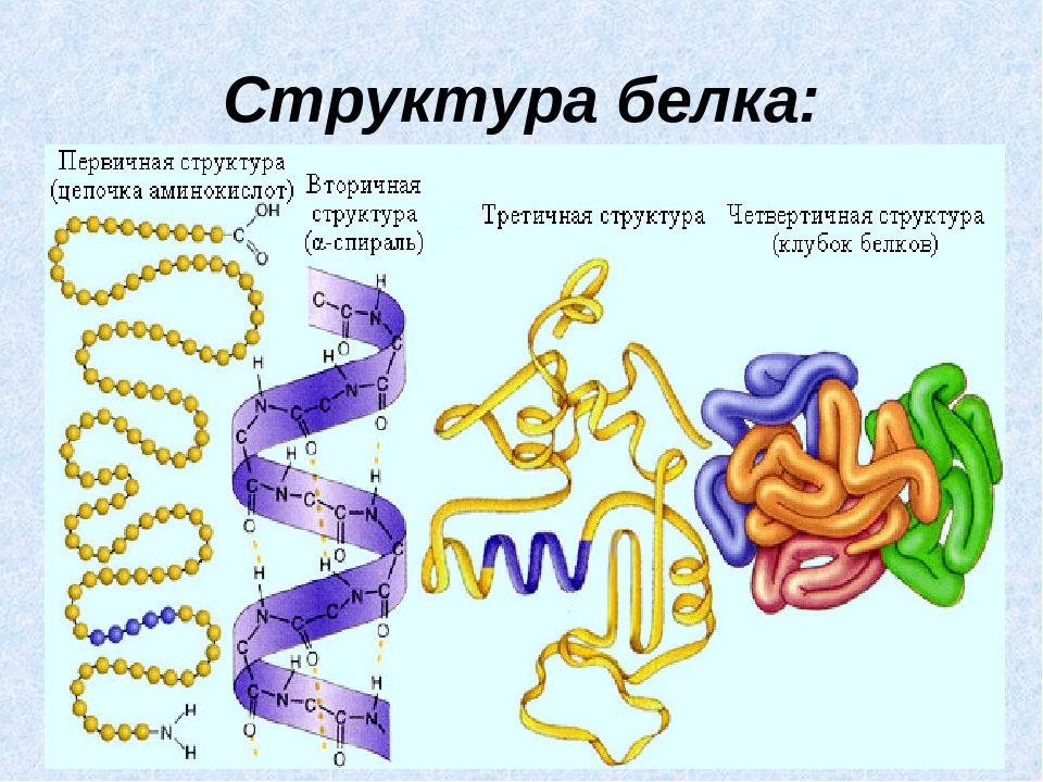 Какие связи есть в белке первичная. Белок первичная структура вторичная третичная. Первичная вторичная и третичная структура белков химия. Структура белков. Структуры белка.