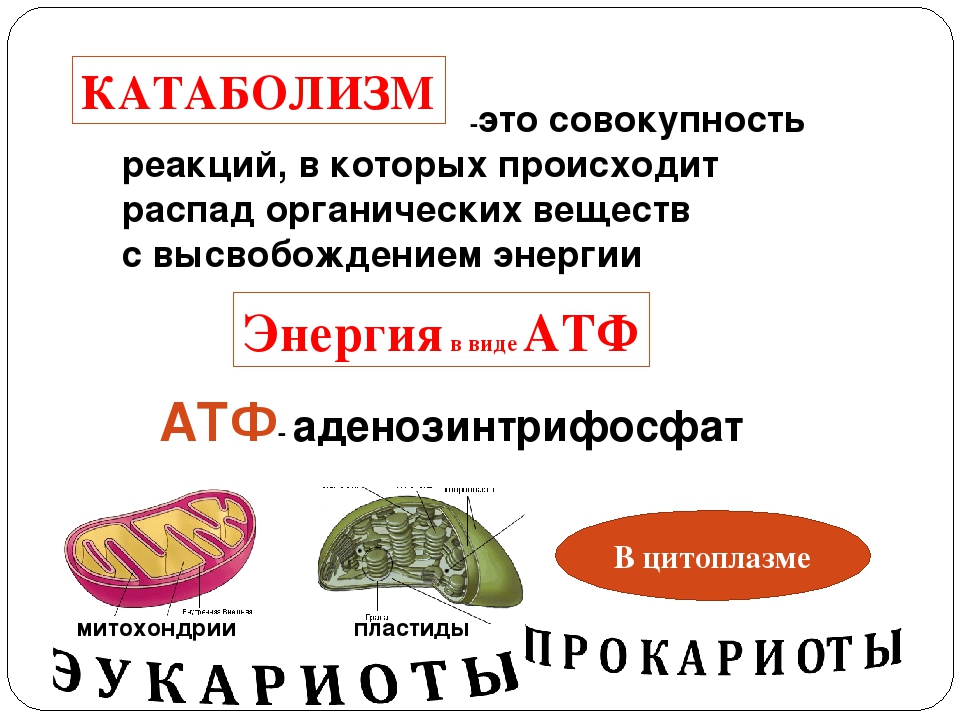 Совокупность реакций синтеза органических. Катаболизм. Катаболикатаболизм это. Процессы катаболизма. Реакции катаболизма примеры.