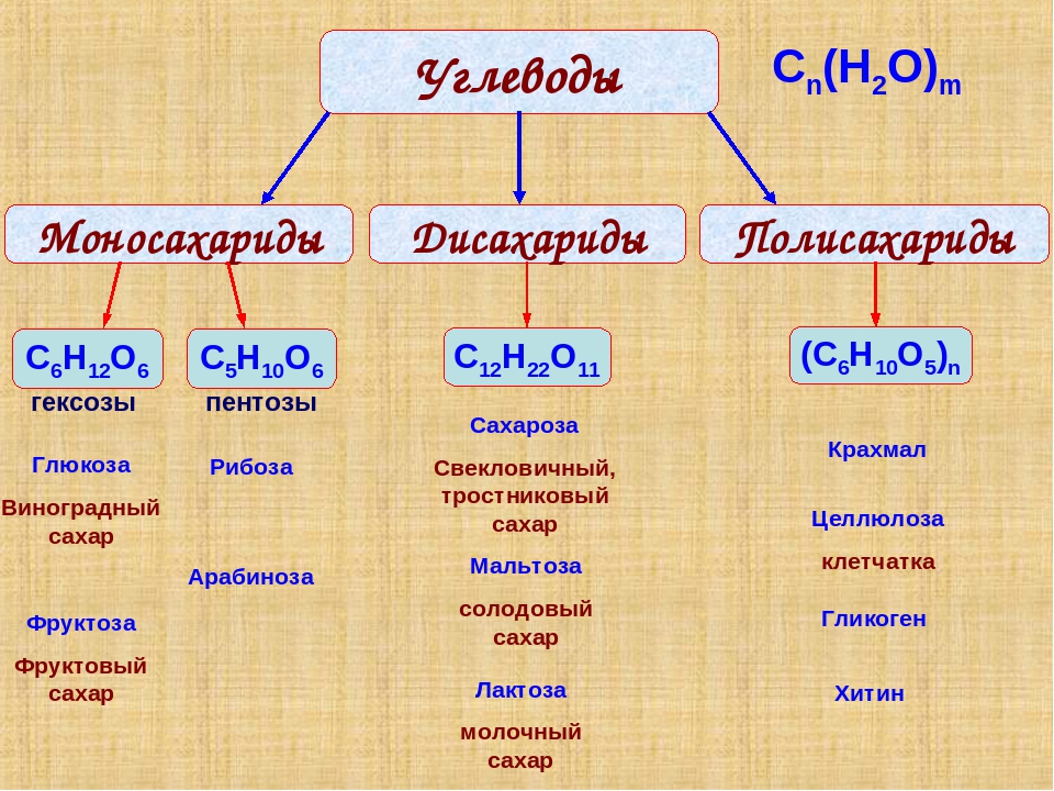 К моносахаридам относятся глюкоза рибоза