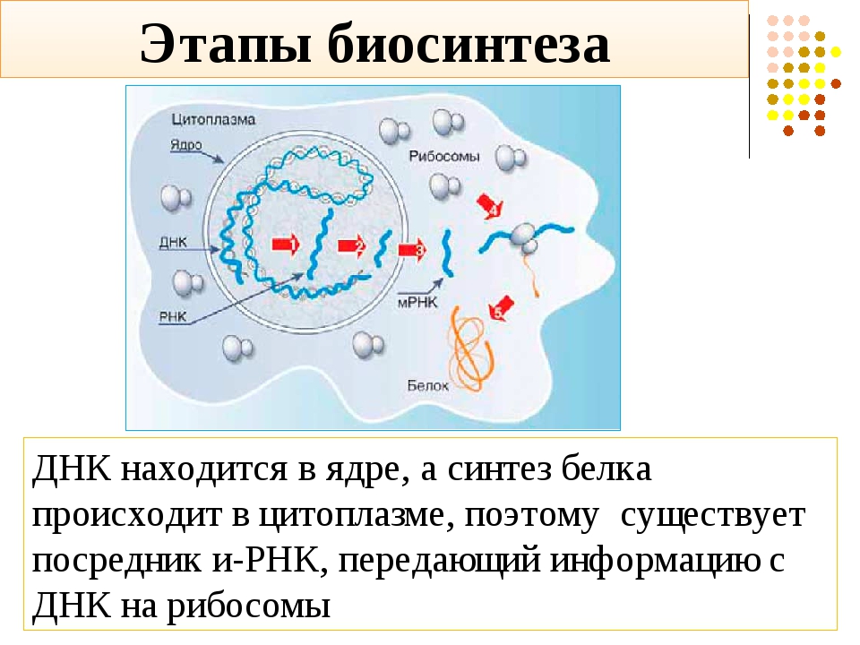 Синтез белков 9 класс. Биосинтез белка в клетке 10 класс. Синтез белка происходит в. Ядерный этап биосинтеза белка. Этапы синтеза белка на рибосоме.