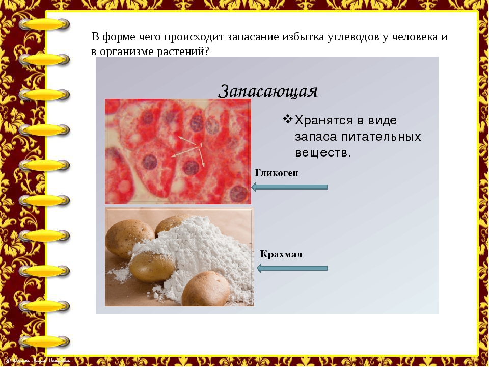 Углеводы в организме человека. Запасание углеводов у человека. Виды углеводов в организме человека. В форме чего происходит запасание избытка углеводов у человека. Углеводы запасаются в организме человека в виде.