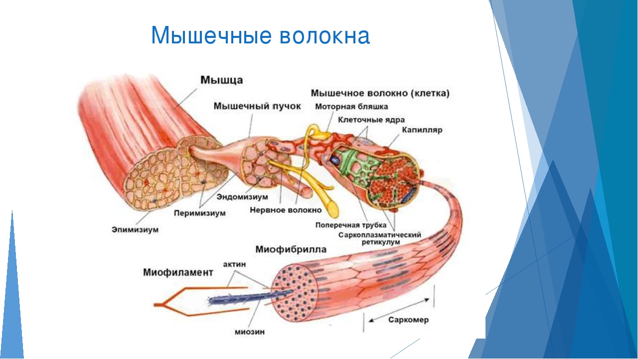 Мышца мышечное волокно