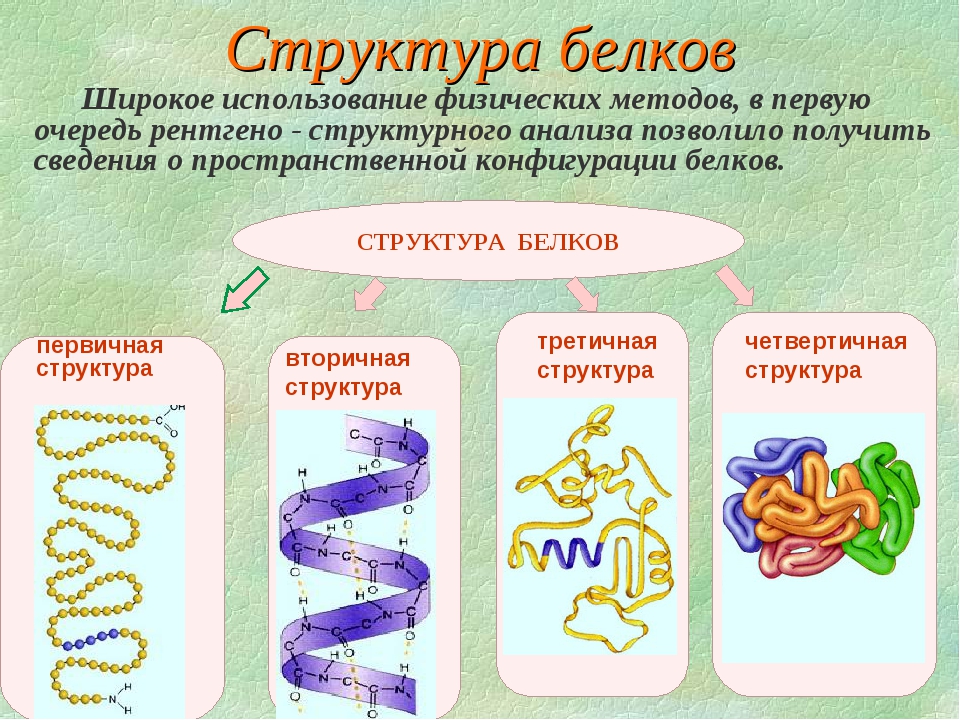 Каков состав белка. Строение белков, структуры и функции. Белки структура и функции химия. Структура белка и функции белка. Структура белка биология 10 класс.