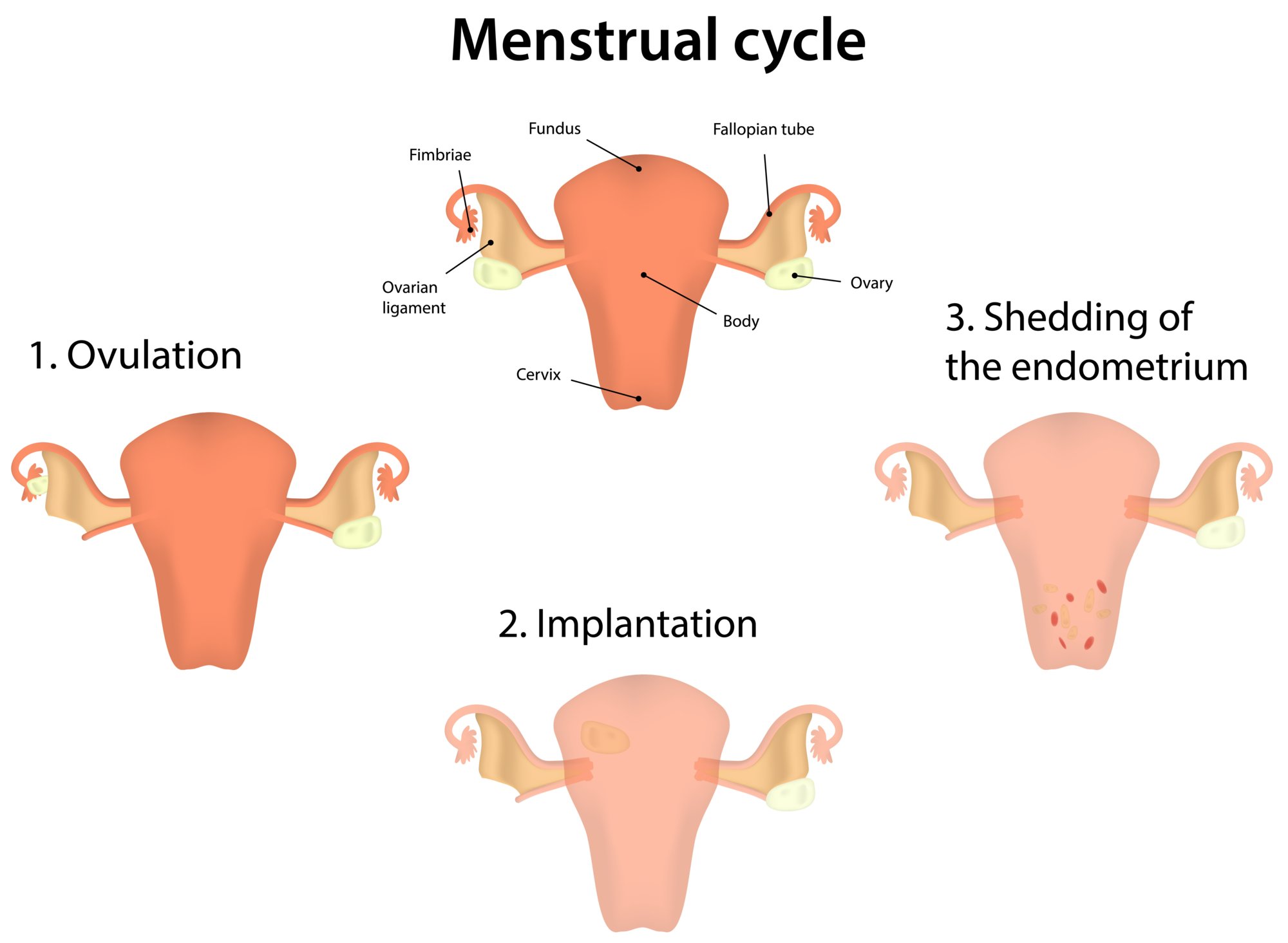 Менструальный цикл и тренировки: о чем должна знать каждая женщина
