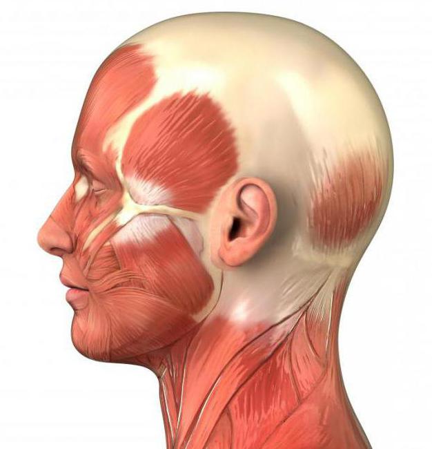 строение мышц основные группы мышц