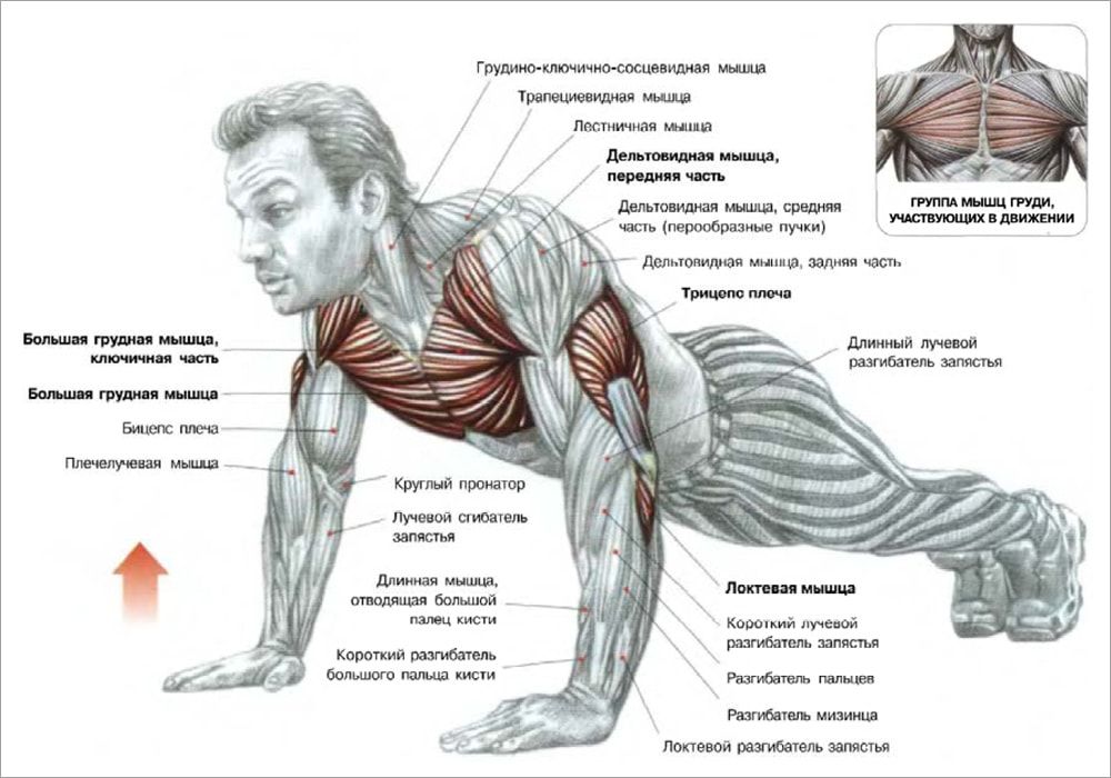 мышцы задействованные при отжимании