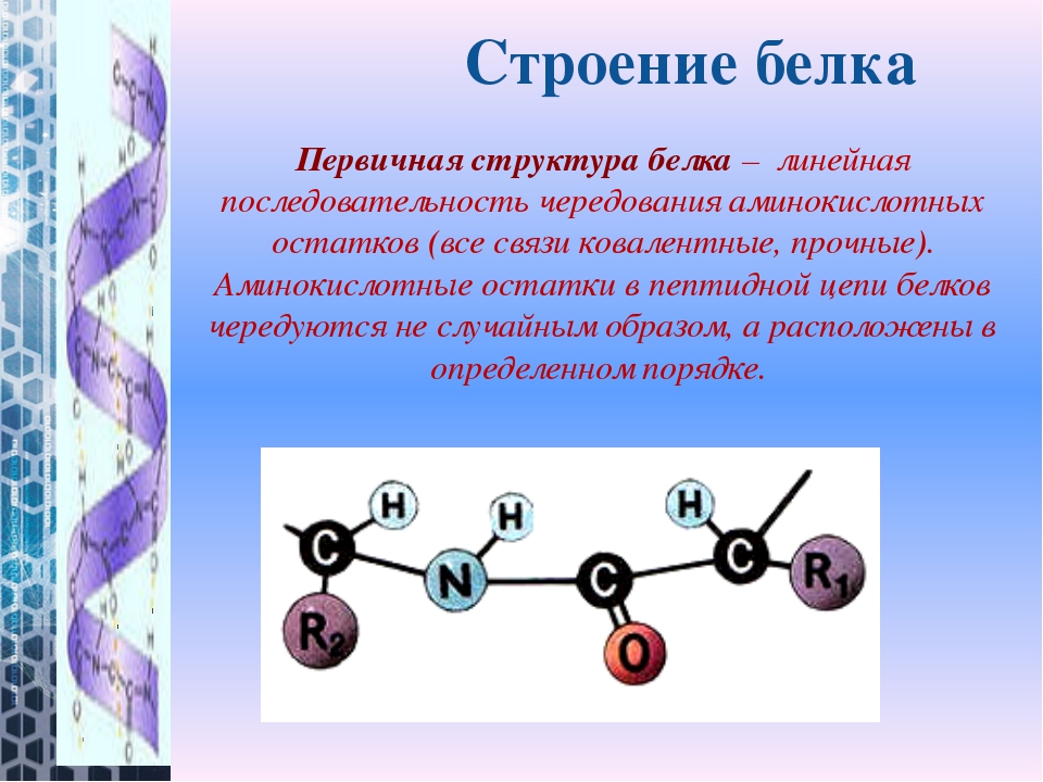 Задачи на белок биология