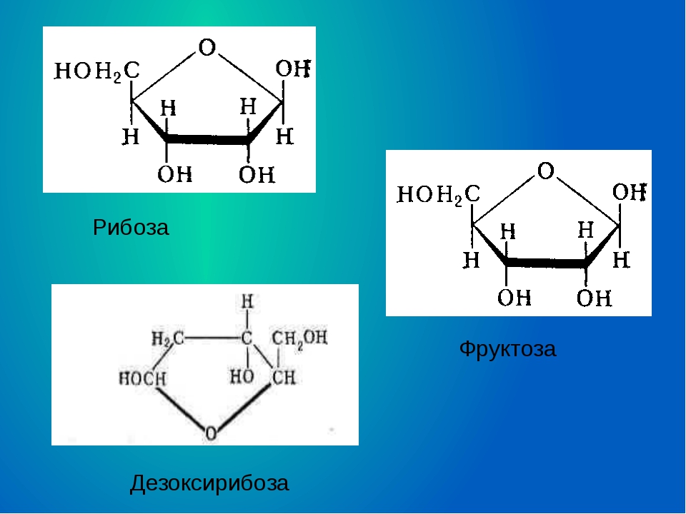 Рибоза глюкоза дезоксирибоза. 2 Дезоксирибоза. Формула Глюкозы и рибозы. Циклические формы рибозы и дезоксирибозы.