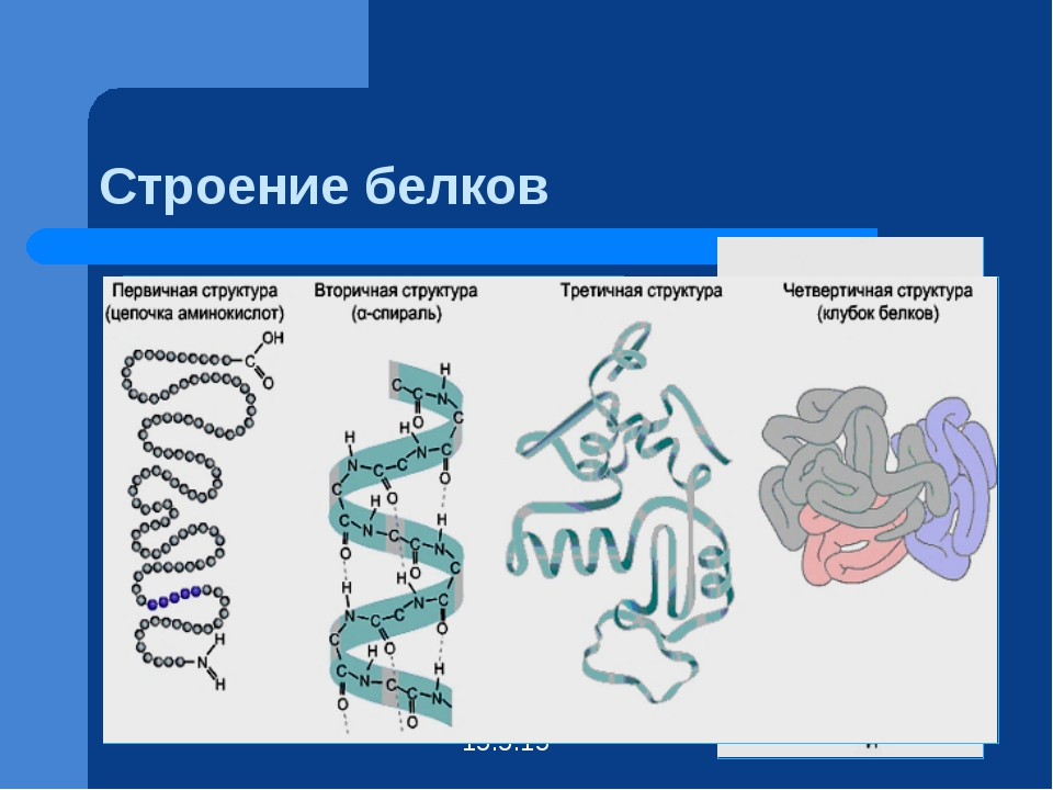 Первичная структура рисунок. Белок с структура 4 строение. Строение и структура белка. Строение белка биология кратко. Строение белков структуры белков.