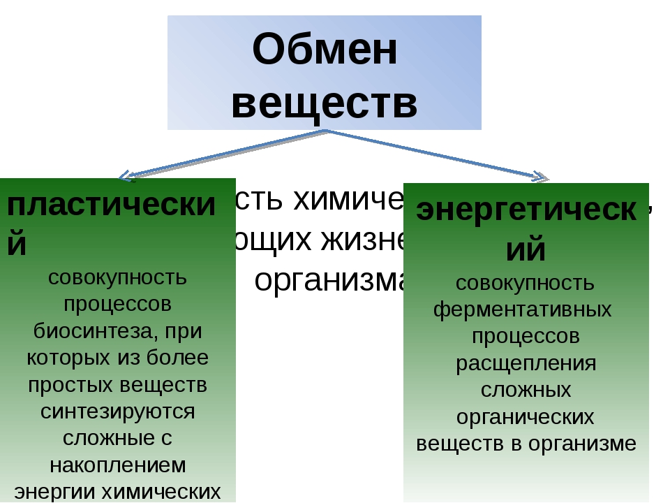 Расщепление веществ это. Метаболизм совокупность процессов биос. Обмен веществ у простейших. Совокупность реакций расщепления сложных веществ на более простые. Пластический обмен.