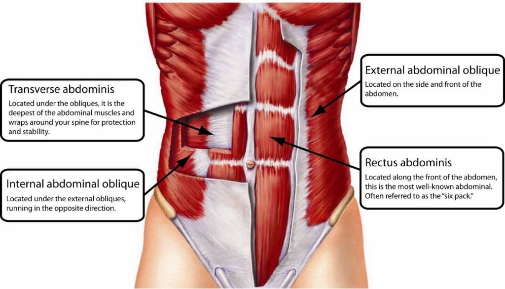 abdominal-muscles-anatomy