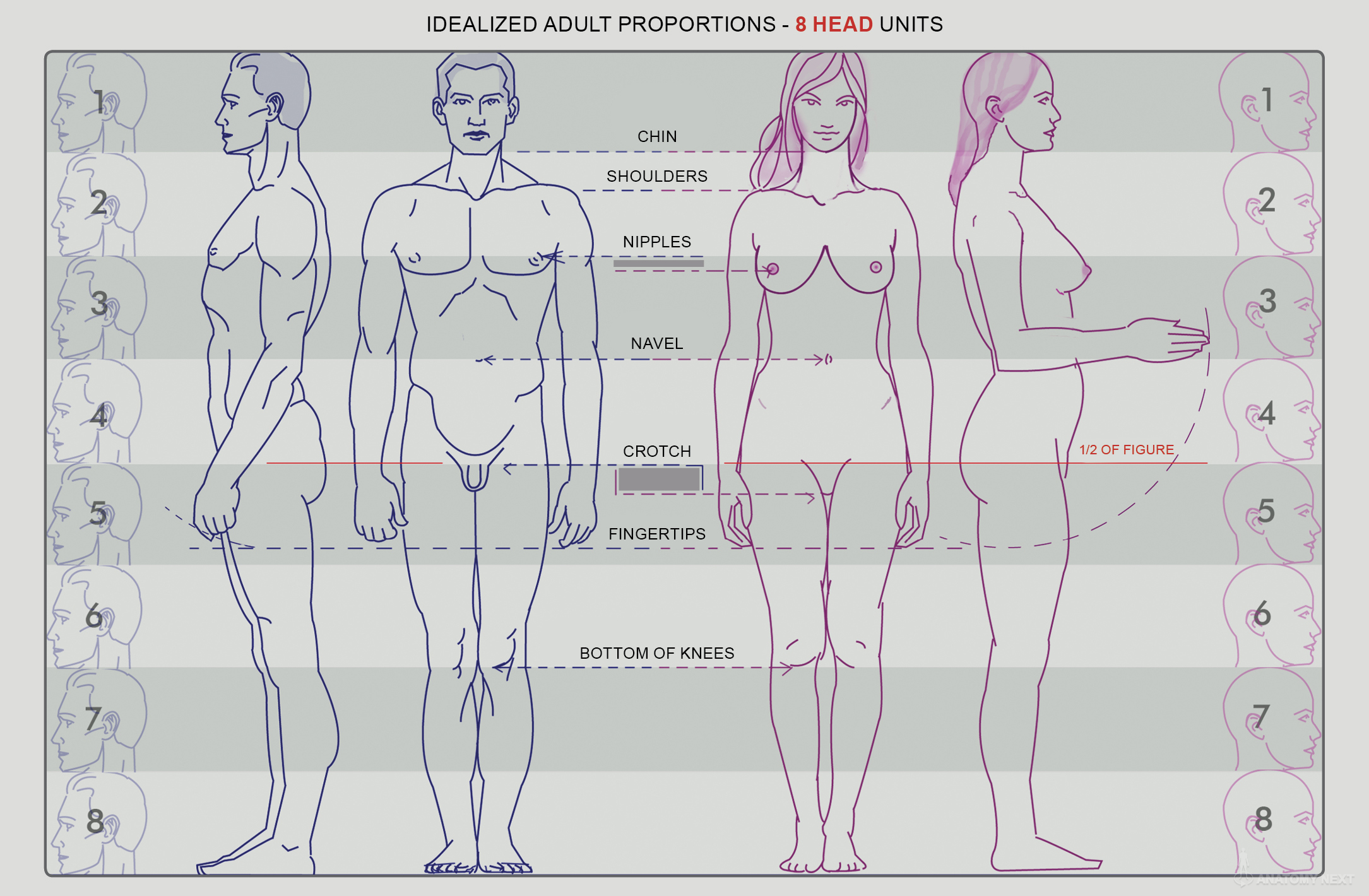 Male nipples female. Пропорции тела человека. Пропорции человеческого тела. Пропорции мужской и женской фигуры. Пропорции тела мужчины и женщины.