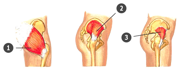 Анатомия ягодичных мышц