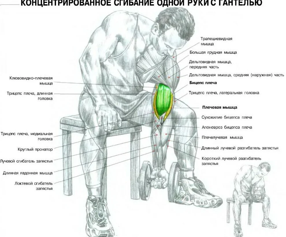 Как правильно накачать руки в домашних условиях