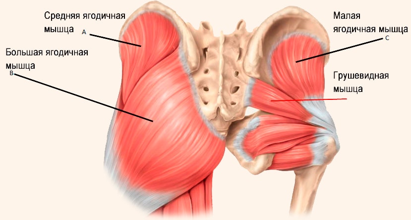 Анатомическое строение ягодиц человека (малая, средняя, большая, грушевидная мышца)