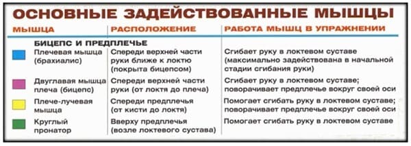 Задействованные мышцы ы упражнении на бицепс: молоток с гантелями