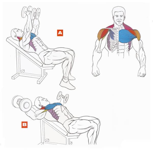 Техника выполнения упражнения для грудных мышц: разведение гантелей на скамье с наклоном вверх