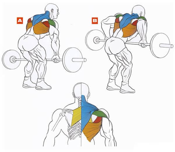 Техника выполнения упражнения для мышц спины: тяга штанги к поясу в наклоне