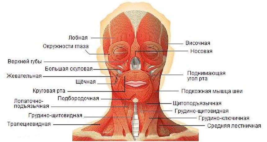 Мышцы головы. Автор24 — интернет-биржа студенческих работ