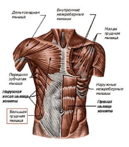 Мышцы туловища. Автор24 — интернет-биржа студенческих работ