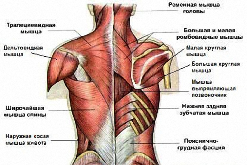 Мышцы туловища. Автор24 — интернет-биржа студенческих работ