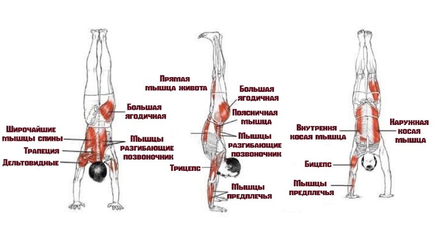 Вертикальные отжимания работающие мышцы